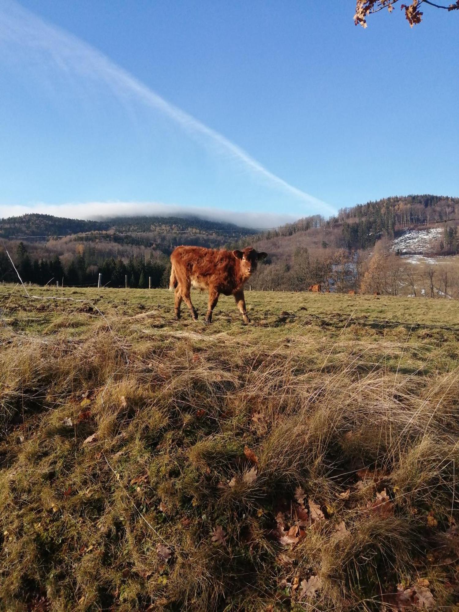 Domek W Gorach Sowich Peterswaldau Exterior foto